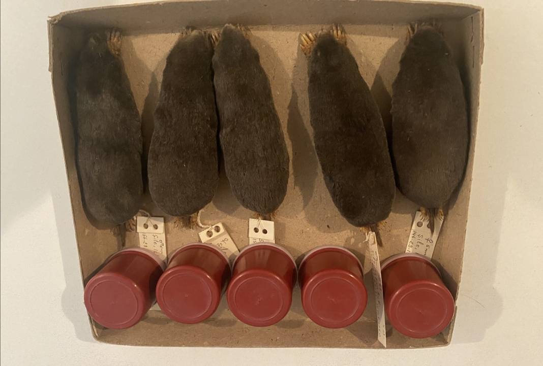 Karadeniz'de yayılmaya başladı! İlk kez yaşanıyor, yurt dışından özel ekip geldi 3